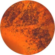 pigment