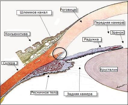 Камеры глаза. Структура угла передней камеры глаза. Угол передней камеры глаза гистология. Схема угла передней камеры глаза. Строение дренажной системы глаза.