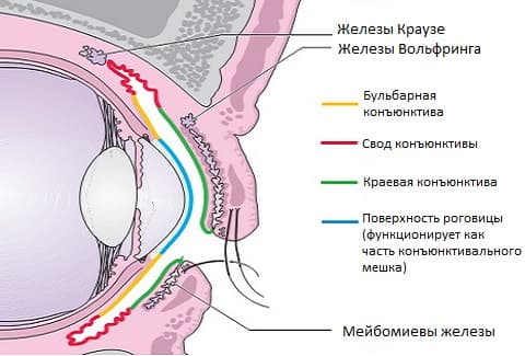 Конъюнктивальный мешок - строение, основные функции, диагностика заболеваний в МГК