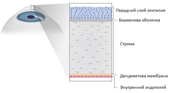 Роговица глаза строение