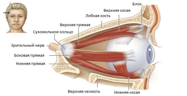 Мышцы глаза - строение и функции