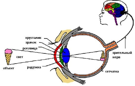 Анатомия глаза: строение и функции
