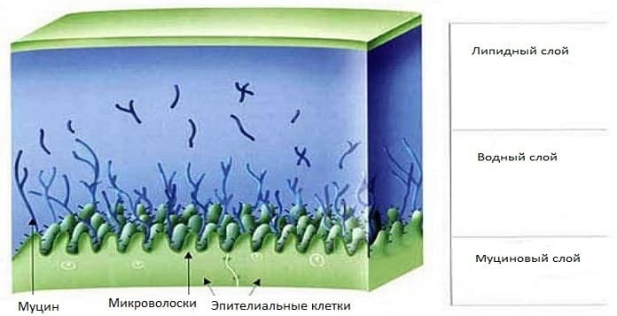 Слезная пленка