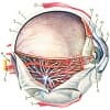 Строение глаза
