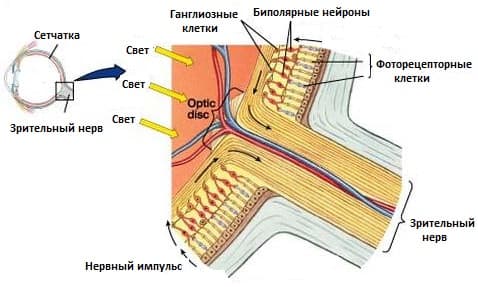 Зрительный нерв строение